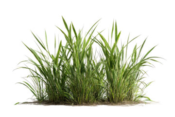 Lush green grass tuft