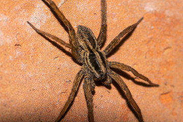 Jumping spider on the ground