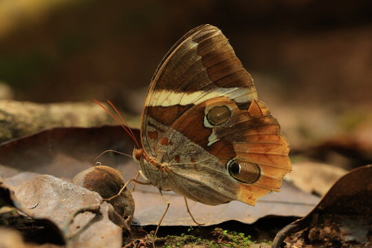 Thauria aliris intermedia Crowley (Tufted Jungleking) Pa Wai Waterfall , Tak province ,THAILAND
