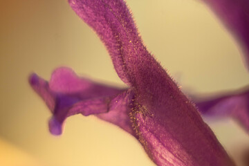 Mystic Bloom Close-Up.An abstract macro photograph highlighting the delicate textures and vibrant colors of a flower. Deep purples, blues, and greens create a mysterious and ethereal mood, celebrating