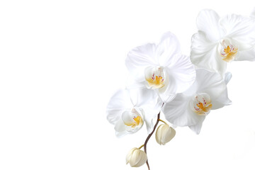 Obraz premium Branch of blooming white Phalaenopsis orchids isolated on white transparent background.