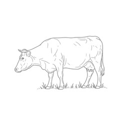 Line drawing of a cow standing in grass