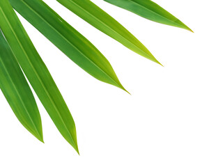 Green leaves on transparent background