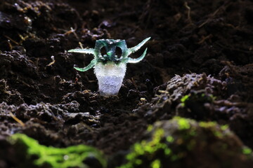 “Wonder Owl's eye” (Thismia thaithongiana) The native range of this species is Thailand. It is a holomycotrophic rhizomatous geophyte and grows primarily in the wet tropical biome.
Umphang ,THAILAND