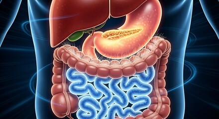 Human Digestive System Anatomy Diagram.