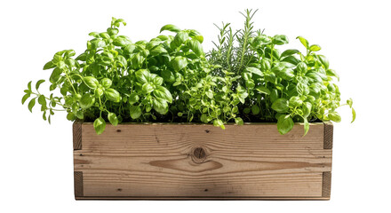 Fototapeta premium Fresh herbs in wooden box isolated on transparent background, 3d rendering