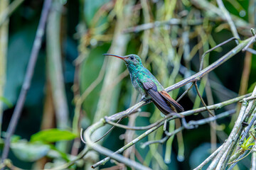 Colibrí Cola Rufa © Martín Cálix