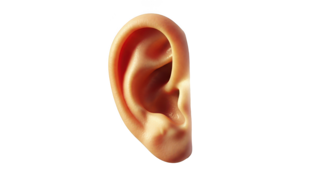 Human ear anatomy isolated on transparent background