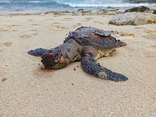 Dead sea turtle lying on sandy beach with visible injuries and flies. Concept of wildlife conservation, marine pollution, endangered species, and environmental issues.