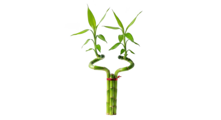 Lucky bamboo plant isolated on transparent background for good fortune gift