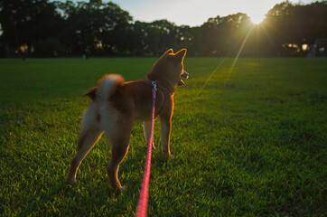 夕陽に向かう柴犬 / Shiba Inu Facing the Sunset 