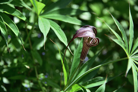 A flower of blooming cobra lily. Arisaema serratum 