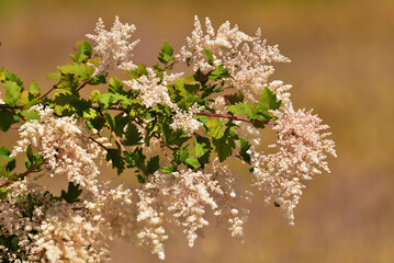 Full bloom of the creambush (also known as ironwood or oceanspray)