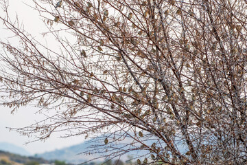 Colonie de travailleurs à bec rouge au lever du jour