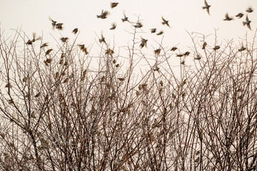 Colonie de travailleurs à bec rouge au lever du jour