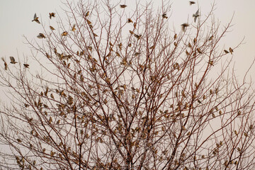 Colonie de travailleurs à bec rouge au lever du jour