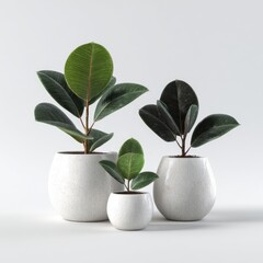 Three potted rubber plants in varying sizes, featuring smooth white textured pots against a stark, solid white background in bright lighting