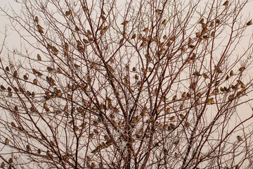 Colonie de travailleurs à bec rouge au lever du jour