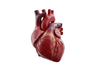 Realistic human heart model isolated on transparent background for medical use