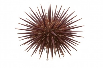Sea urchin, a marine animal, showcasing its spiny test and sharp needles. Underwater creature on transparent background