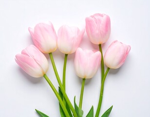 Fototapeta premium Pink tulips on white background
