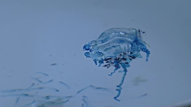 Beautiful Blue Dragons are small, shiny silver-blue creatures that look beautiful and unusual. However, they contain deadly poison from the prey they eat, such as the fire jellyfish.