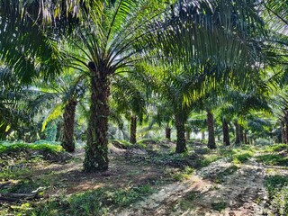 Obraz premium oil palm plantation in the morning 
