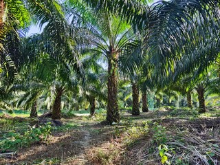 Obraz premium oil palm plantation in the morning 