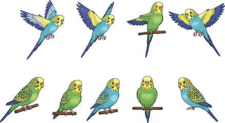 Obraz premium Parakeet illustration, budgerigar drawing, flying parakeet, perched parakeet, colorful bird art, exotic pet, tropical parrot, avian anatomy, wildlife design, decorative bird artwork