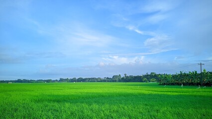 A bright green field under a cloudy blue sky