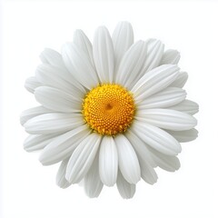 High-resolution clip art illustration of a single white daisy flower with a yellow center, isolated on a pure transparent background (PNG). Minimalist, clean edges, simple flat vector style, no shadow