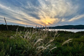 Scenic coastal landscape at golden sunset with dramatic streaky, wispy clouds and silvergrass in the foreground 