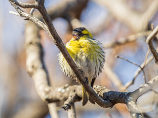Eurasian siskin male, latin name spinus spinus, sitting on branch of tree. Cute little yellow songbird.