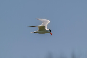 Caspian Tern Flying over Shiawassee National Wildlife Refuge, near Saginaw, Michigan.
