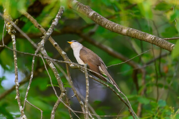 A Yellow-Billed Cuckoo near Montello, Wisconsin.