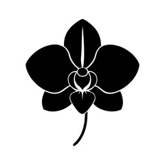 Elegant black silhouette of a phalaenopsis orchid flower