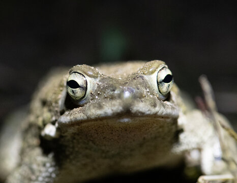 An Indian Tree Frog ogles towards the lens