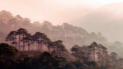 Serene Morning Mist Over Pine Forest with Soft Light and Rolling Hills in the Background
