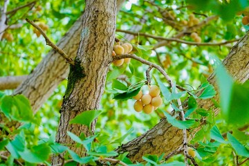 イチョウの木と銀杏