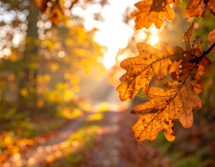 Autumn sunlight filtering through oak leaves