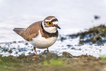Little ringed plover (Charadrius dubius), bird standing on the lake shore