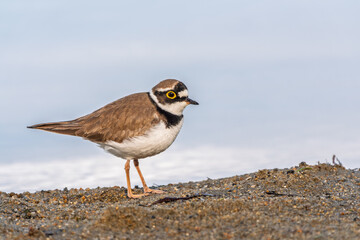 Little ringed plover (Charadrius dubius), bird standing on the lake shore