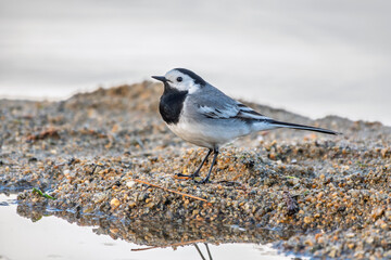 Wagtail sits on the ground with a beautiful blurred background.