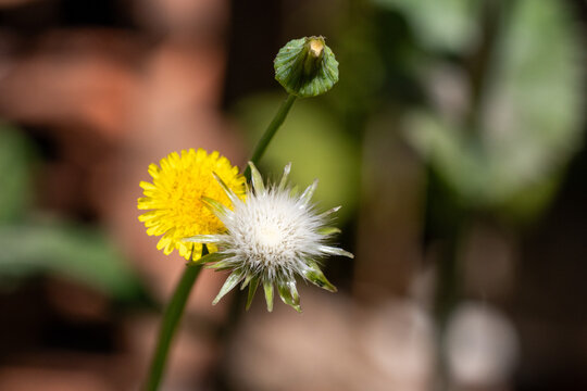 Serralha, serralha-branca ou serrallha-macia (Sonchus oleraceus) 
