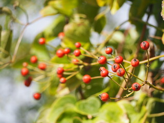 バラの果実　ローズヒップ