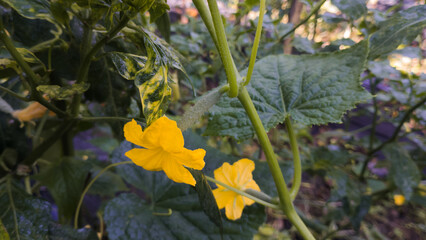 yellow flowers in the garden