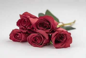 Fototapeta premium Five crimson roses with soft petals are displayed against a clean, white backdrop. Green leaves are clustered together, adding depth to the image
