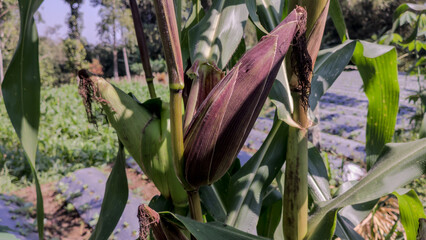 corn plants in a field