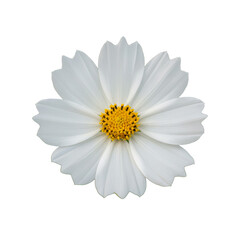 White cosmos flowers isolated on white background with clipping path.
