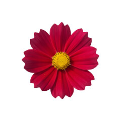 Red cosmos flowers isolated on white background with clipping path.
